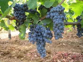 aglianico