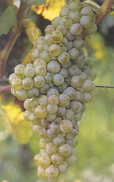biancolella