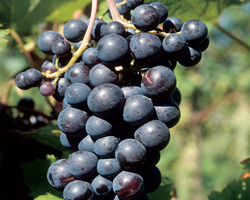 ciliegiolo