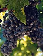 montepulciano