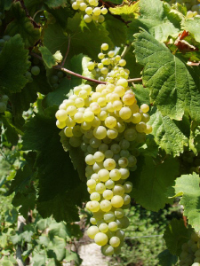 prosecco