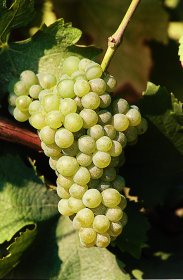 sauvignon