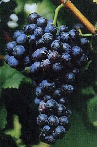 schiava gentile