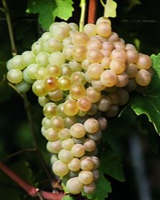 trebbiano